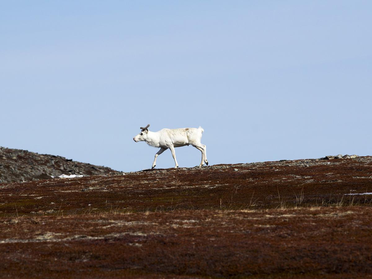 Javri Lodge Saariselka Kültér fotó